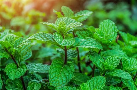 7 plantes médicinales à cultiver au jardin Jardin et Potager