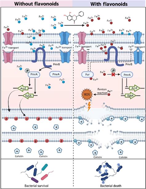 Mechanistic Insight Into Synergistic Interaction Between Colistin And