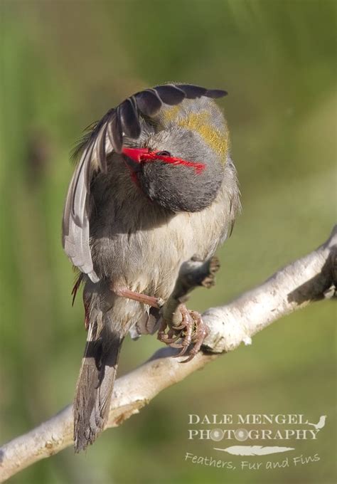 Finch, Red-browed | Central QLD Coast Landcare Network