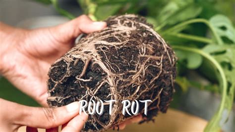 Root Rot Symptoms Causes Treatment Prevention Youtube