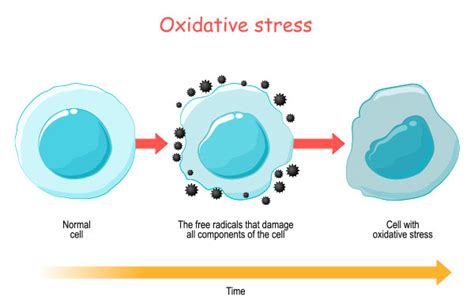 Oxidative stress and Inflammation: Causes, Effects, and Prevention