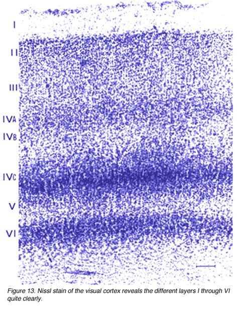 The Primary Visual Cortex by Matthew Schmolesky – Webvision