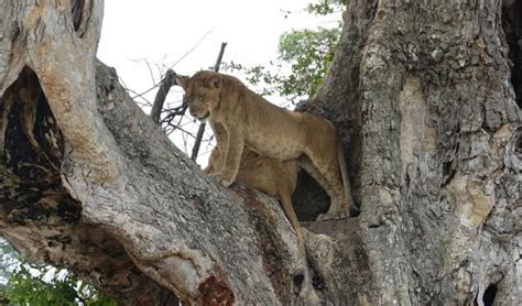 Ishasha Tree Climbing Lions In Queen Elizabeth National Park