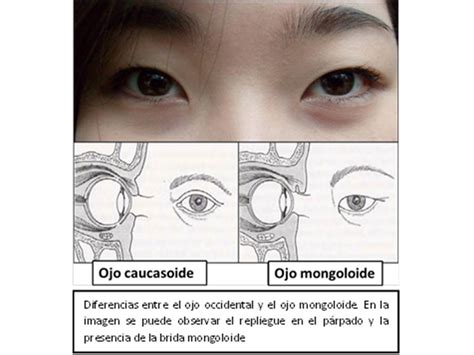 Cuéntame de Ciencia: El porqué de los ojos rasgados