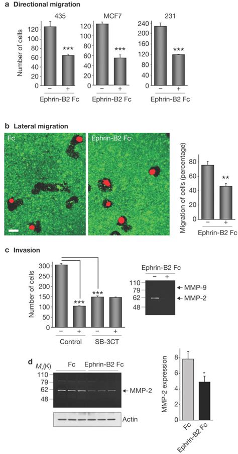 Treatment With Ephrin B Fc Inhibits Breast Cancer Cell Migration And