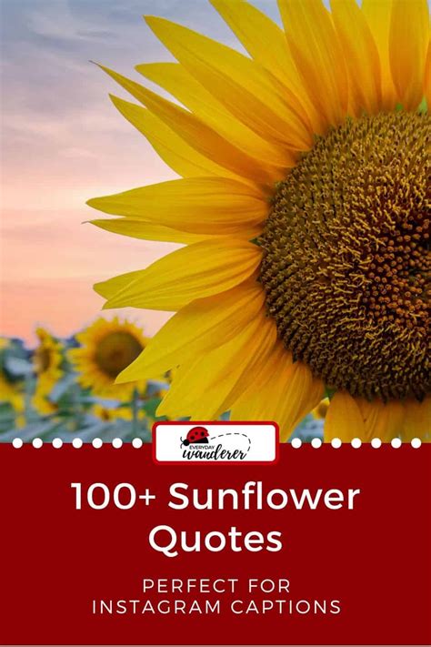 100 Sunflower Quotes To Brighten Your Day