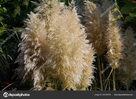 Fluffy Twigs Dwarf Pampas Grass Stock Photo by ©Wirestock 523785756