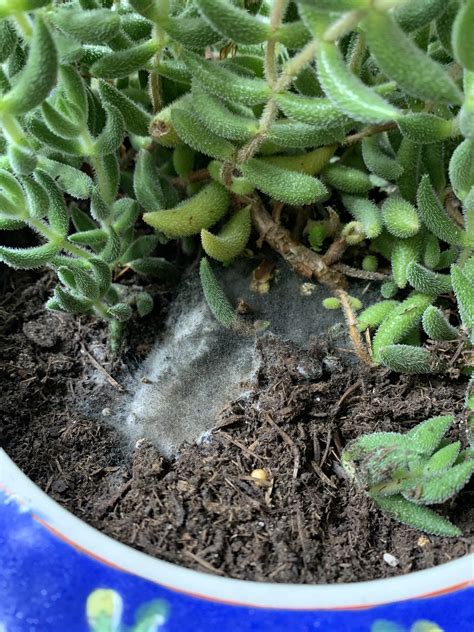 idea   moldy stuff  showed    base