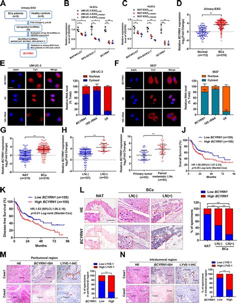 Tumorderived Exosomal BCYRN1 Activates WNT5A VEGFC VEGFR3 Feedforward