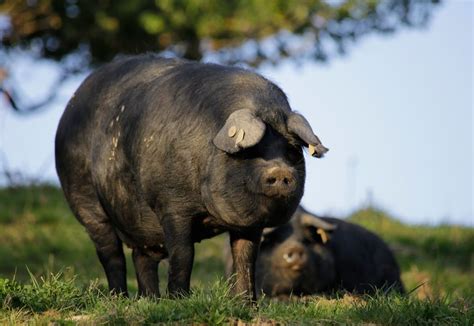 Animad Oc Le Porc Noir De Bigorre Ce Survivant A Travers Les