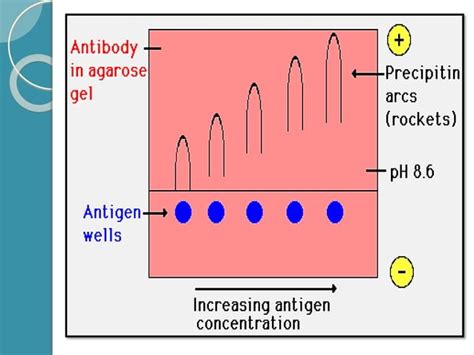 Antigen-Antibody Reactions