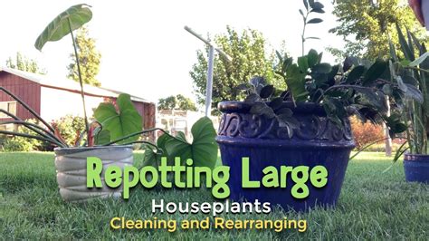 Repotting Large Houseplants Cleaning And Rearranging Houseplants