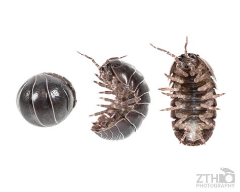 Isopod Stages | ZTH Photography