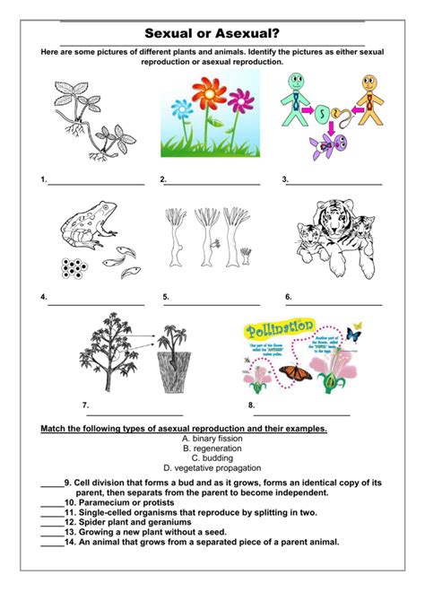 Asexual Reproduction In Plants Ks2 Worksheets