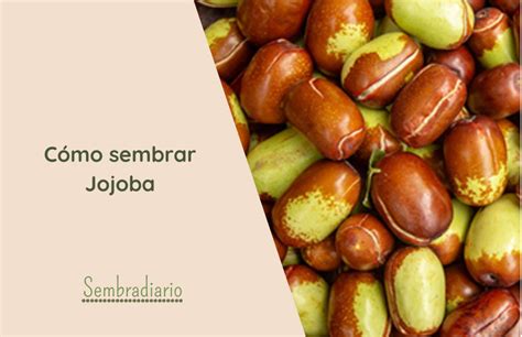 C Mo Sembrar Jojoba Gu A Pr Ctica F Cil Sembradiario