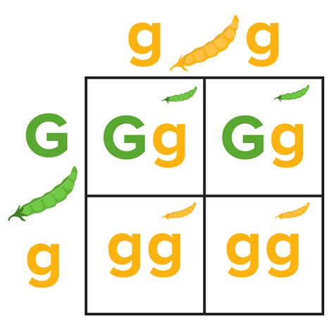 Mendel’s Laws of Genetics | Concise Medical Knowledge