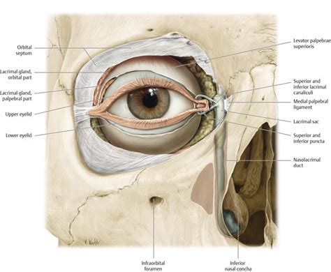 Orbital Septum Anatomy