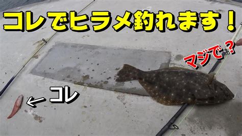 【52釣目】アジが釣れなくても諦めないで！簡単に釣れるあの魚を泳がせたらヒラメが釣れる！【福岡県の釣り】 泳がせ釣り ヒラメ 釣り