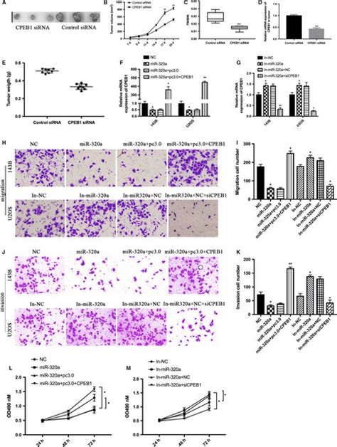 Microrna‐320a Inhibits Invasion And Metastasis In Osteosarcoma By