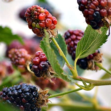 Preserve Your Blackberry Harvest | Vegetable harvest, Fruit, Harvest