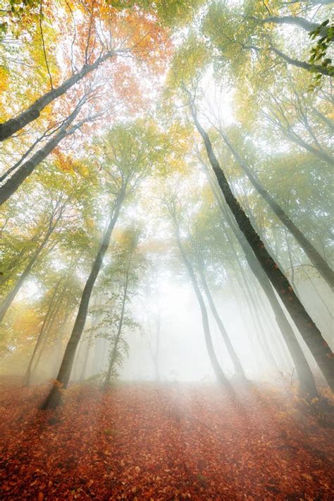 Kleuren Van De Herfst Hout Met Spinneweb De Achtergrond Van De Aard