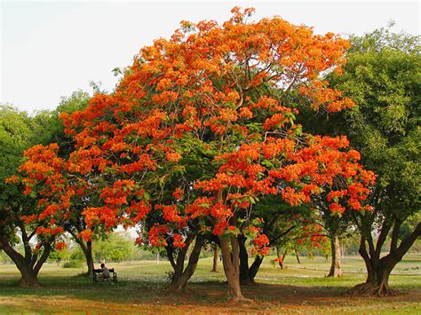 Trees Planet Delonix Regia Royal Poinciana Gulmohar