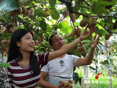 宜賓市南溪區汪家鎮舉行獼猴桃節採摘活動 每日頭條