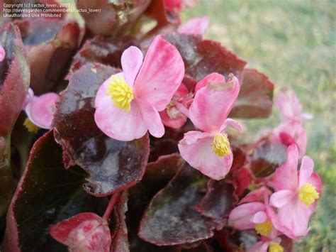 Plantfiles Pictures Begonia Fibrous Rooted Begonia Wax Begonia