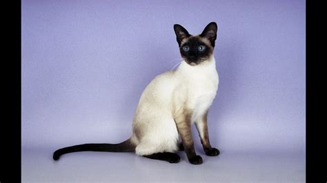 Siamese Cat Health Care Coat Color And Grooming YouTube