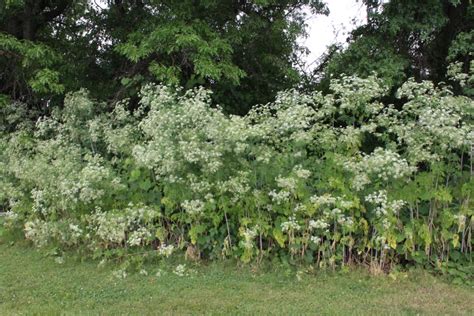 Identifying Common Ohio Weeds