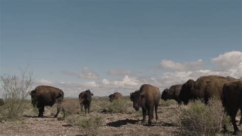 CEMEX Global on Twitter RT CEMEXMx Sabías que los bisontes