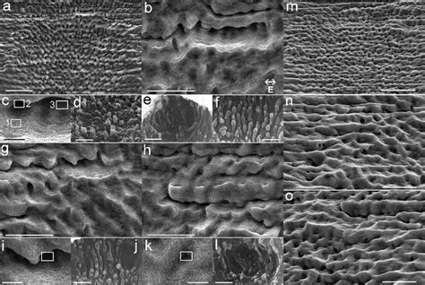 A Sem Image Of The Fan Shaped Hierarchical Micro Nanostructures A