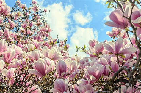 Magnolie pflegen pflanzen gießen düngen Pflanzen Kölle