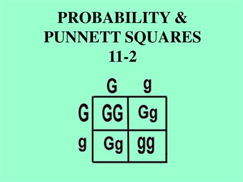 Probability And Punnett Squares Ppt Download