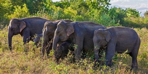 All Inclusive Udawalawe National Park Safari With Lunch