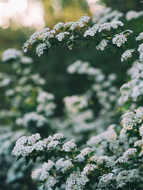 Fondos De Flores Aesthetic