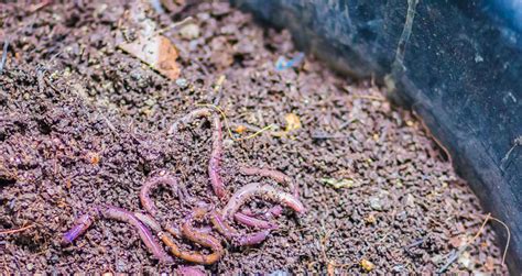 Top Dressing With Worm Castings The Proper Way