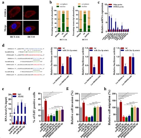 Snhg6 Acts As A Sponge For Mir 214 Mir 26a And Mir 26b In The