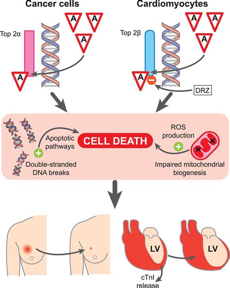 Doxorubicin Mechanism Of Action