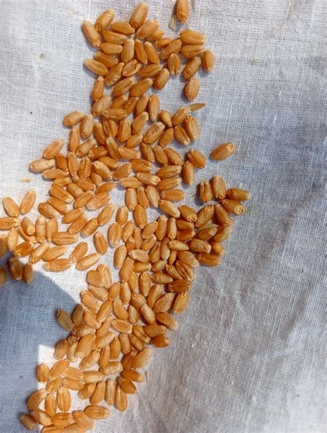 Golden 25 Kg Wheat At Rs 26 Kg In Patna ID 2850610267662