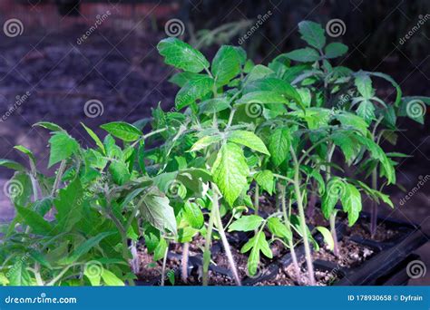 Planta Joven De Tomates Pl Ntulas De Tomate En Una Olla Jardiner A