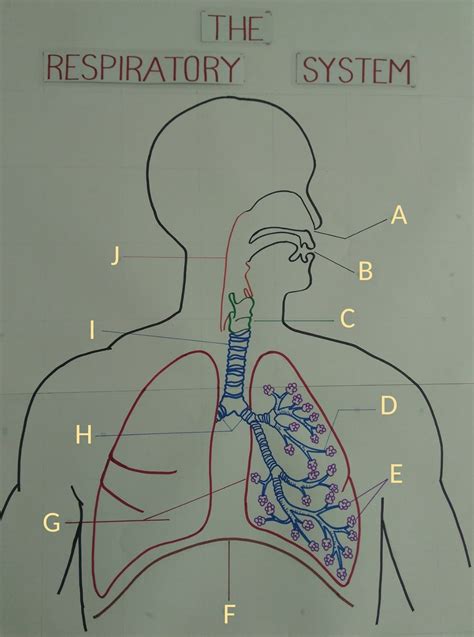 Respiratory System Diagram Labeled Quiz