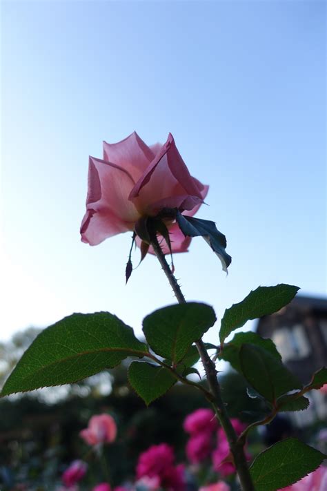 Wallpaper Japan Nature Red Sony Blossom Pink Tokyo Jp Leaf