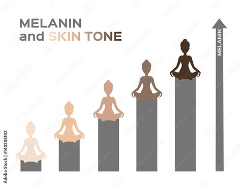 melanin and skin tone infographic vector Stock Vector | Adobe Stock