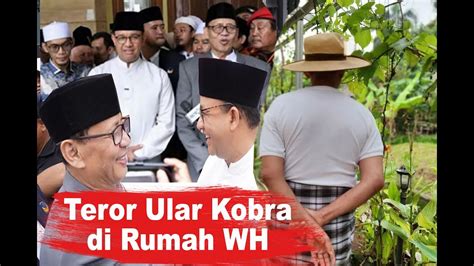 Teror Ular Kobra Di Rumah WH Jelang Kedatangan Anies Baswedan YouTube