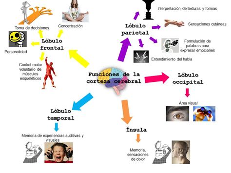 Portafolio Virtual De Fisiología Funciones De La Corteza Cerebral