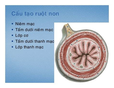 Giải Phẩu Ruột Non Ruột Già Yds