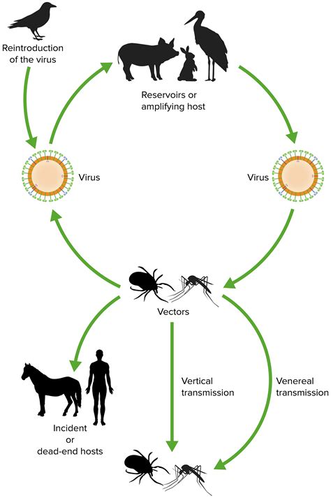 Virus De La Encefalitis Equina Concise Medical Knowledge