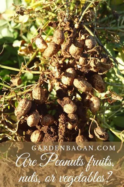 Are Peanuts Fruits Nuts Or Vegetables Garden Facts Garden Bagan