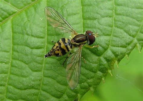 Syrphid Fly Toxomerus Geminatus Bugguide Net